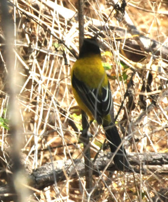 1212cooks_012audubonsoriole.jpg