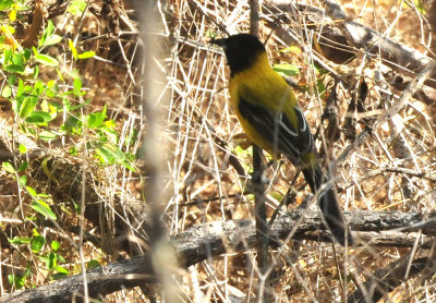 1212cooks_014audubonsoriole.jpg