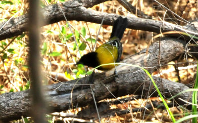 1212cooks_034audubonsoriole.jpg