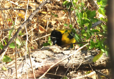 1212cooks_056audubonsoriole.jpg