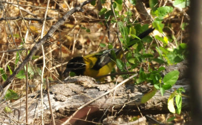 1212cooks_060audubonsoriole.jpg