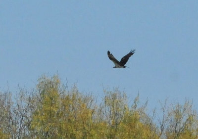 1212cooks_064osprey.jpg