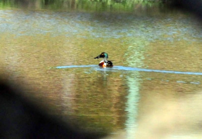 1212cooks_070northernshoveler.jpg