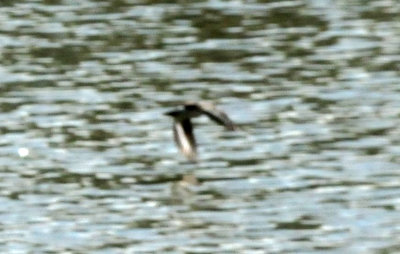 1212cooks_075spottedsandpiper.jpg