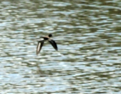 1212cooks_076spottedsandpiper.jpg