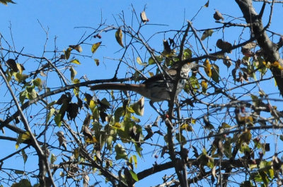 1212cooks_125longbilled.jpg