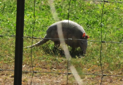 1212cooks_234armadillo.jpg