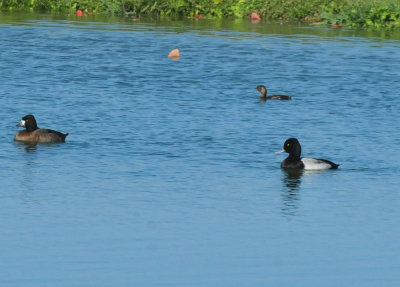 1212cooks_273waterfowl.jpg