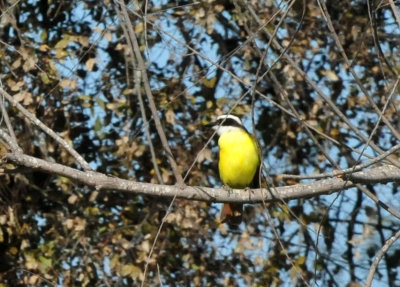 1212cooks_284greatkiskadee.jpg
