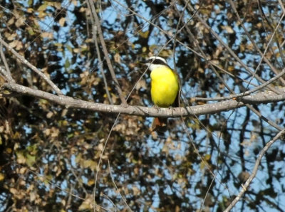 1212cooks_285greatkiskadee.jpg
