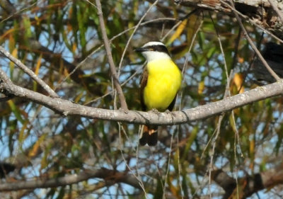1212cooks_293greatkiskadee.jpg