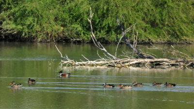 1212cooks_308waterfowl.jpg