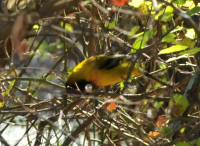1212cooks_328audubonsoriole.jpg