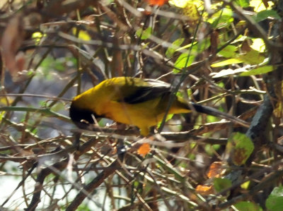 1212cooks_331audubonsoriole.jpg