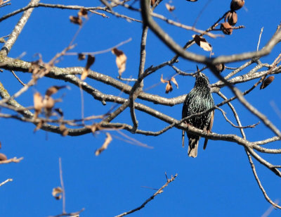 1213cooks_003Estarling.jpg