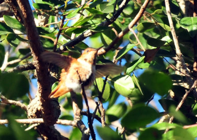 1213cooks_005rufous.jpg
