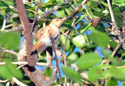 1213cooks_006rufous.jpg