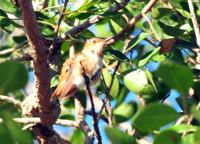 1213cooks_009rufous.jpg