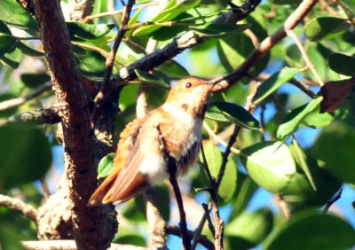 1213cooks_010rufous.jpg