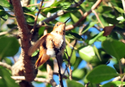 1213cooks_013rufous.jpg