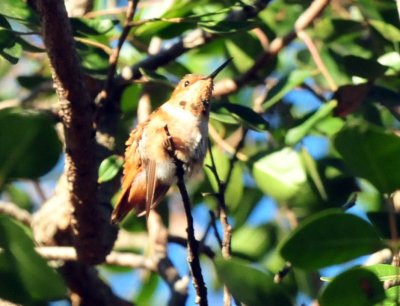 1213cooks_015rufous.jpg