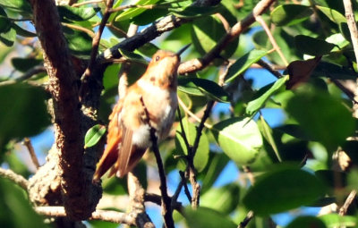 1213cooks_017rufous.jpg