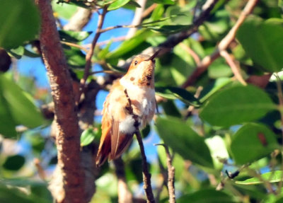 1213cooks_022rufous.jpg
