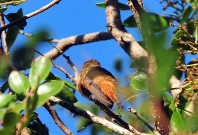 1213cooks_024rufous.jpg