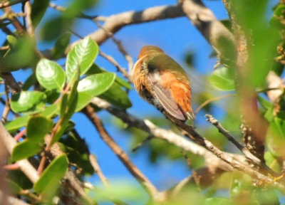 1213cooks_030rufous.jpg