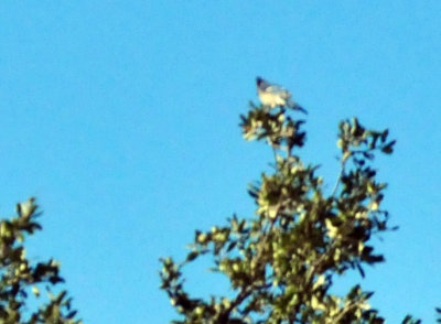 1213cooks_053bluejay.jpg
