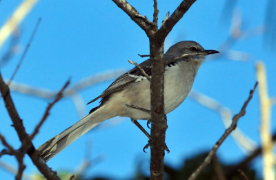 1213cooks_065nmockingbird.jpg