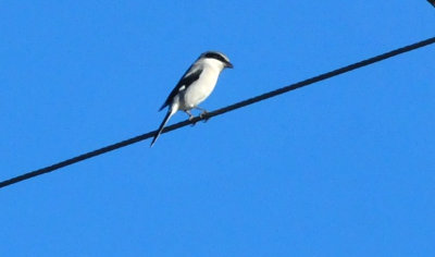 1213cooks_080loggerheadshrike.jpg