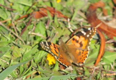 1213cooks_088paintedlady.jpg