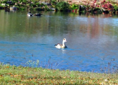 1213cooks_102EgyptianGoose.jpg