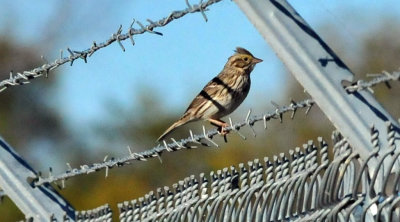 1213cooks_111songsparrow.jpg