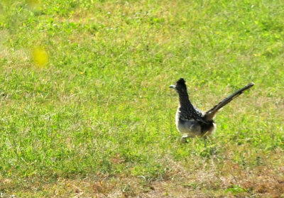 1213cooks_141roadrunner.jpg