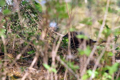 1213cooks_168longbilledthrasher.jpg