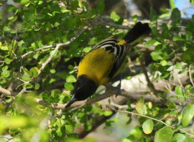 1213cooks_174audubonsoriole.jpg