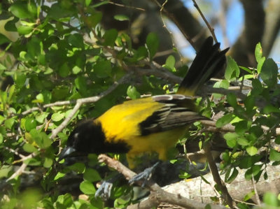 1213cooks_180audubonsoriole.jpg