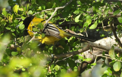 1213cooks_185audubonsoriole.jpg