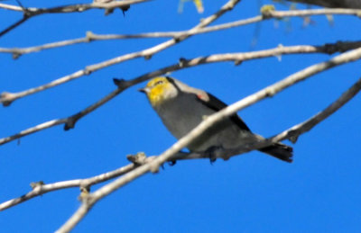 1213cooks_216verdin.jpg