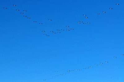 1214cooks_021CBCwhitePelicans238.jpg