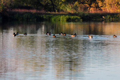 1214cooks_027waterfowlCBC.jpg