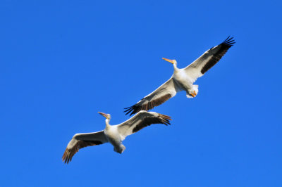 1214cooks_029CBCwhitepelicans.jpg