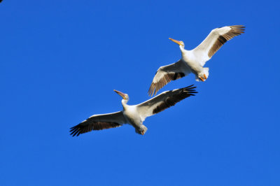 1214cooks_030CBCwhitepelicans.jpg