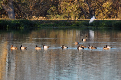 1214cooks_041waterfowl.jpg