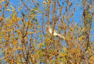 1214cooks_058CBCbluegraygnatcatcher.jpg