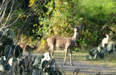 1218cooks_001deer.jpg