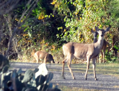 1218cooks_004deer.jpg