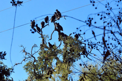 1218cooks_009blackvultures.jpg